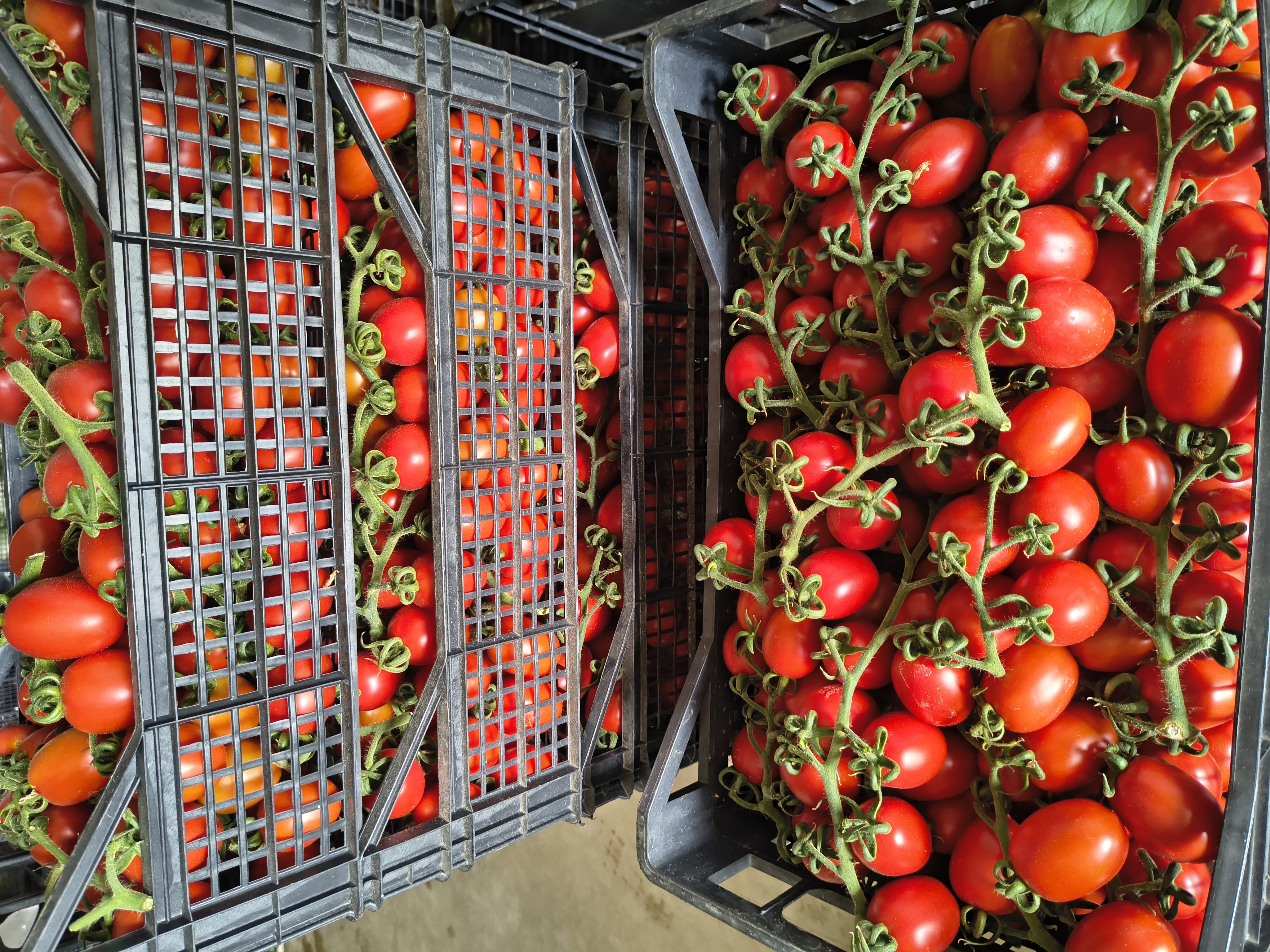 Ortaggi di campo e serra: pomodori freschi