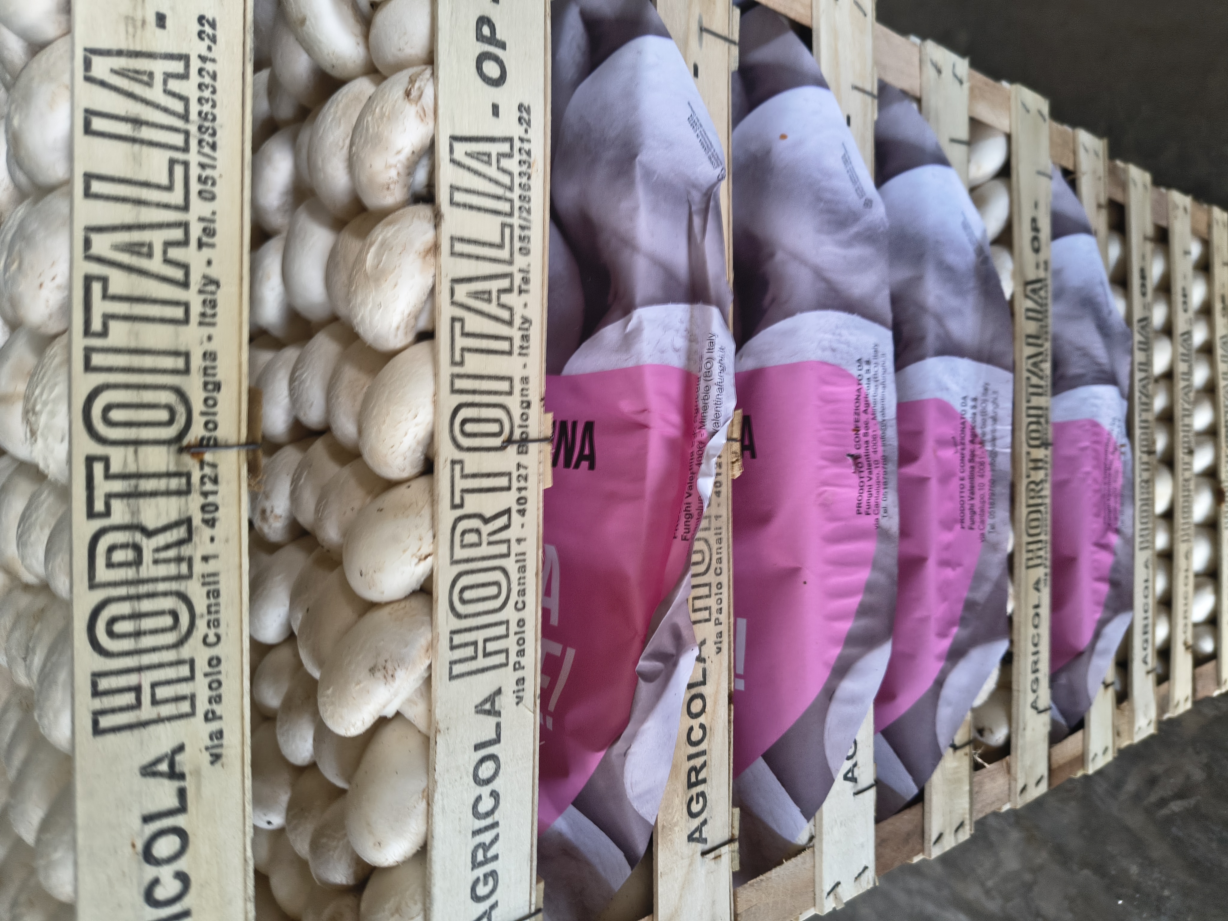 Funghi freschi selezionati in cassette per la distribuzione
